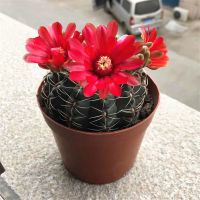 绯花玉开花仙人球多肉植物室内开花绿植防辐射阳台组合盆栽美观 吉利红直径4-5厘米 3年球 2盆装(原种植盆发货)