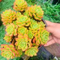 火焰蒂亚 多头多肉植物防辐射精品花卉绿植云南昆明带盆土发货 蒂亚散群14厘米满盆