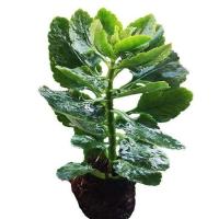 [带花苞发货]重瓣长寿花 长寿花盆栽 四季开花 室内外花卉绿植 小苗一颗[不带花苞] 不含盆