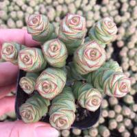 多头钱串多肉植物超粗钱串一体多头群生钱串老桩多肉植物牡丹钱串 6-9头粗钱串原盆原土发货