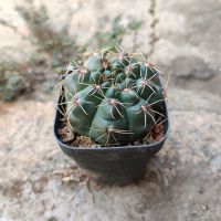 [带盆栽好]绯花玉开花仙人球多肉植物办公室内桌面绿植花卉盆栽 [今年开花]小绯花玉1颗 不带花苞 带盆栽好