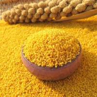 21年新米山西黄小米5斤3斤吃的小黄米农家米月子米农家五谷杂粮米 新米试吃3斤装