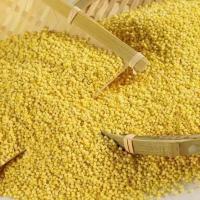 东北五常大黄米5斤装 农家粘糯大黄米粘黄小米 包粽子米黏米饭米 大黄米5斤(新粮)