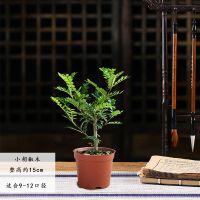 驱虫驱蚊草清香木小叶赤楠盆栽室内老桩植物盆景净化空气绿植花卉 清香型3年[驱蚊效果一般]