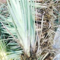 新鲜香茅草苗 柠檬草种苗 盆栽 泰国冬阴功香茅苗 带根带泥土发货 8棵(或者8棵一丛)