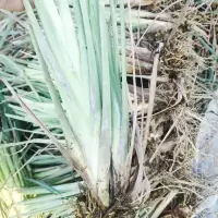 新鲜香茅草苗 柠檬草种苗 盆栽 泰国冬阴功香茅苗 带根带泥土发货 8棵(或者8棵一丛)