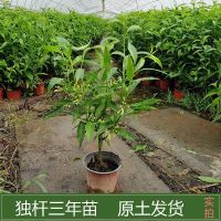 夜来香花树苗驱蚊草九里香盆栽浓香型四季开花室内外庭院花卉植物 三年苗一棵不含盆 (送生根粉)