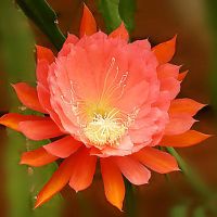 昙花盆栽室内阳台庭院植物昙花苗盆景花卉昙花一现好养易成活植物 橙色 15-20厘米