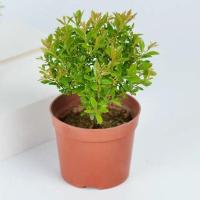 小叶赤楠盆景招财盆栽室内办公客厅阳台好养四季常青树桩绿植 小叶赤楠原土育苗盆