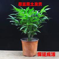 [驱虫驱蚊]驱蚊竹富贵竹土培植物室内客厅绿植花卉盆栽四季常青 驱蚊竹5棵[效果一般]+肥料