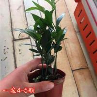 竹柏盆栽植物长寿竹室内四季常青耐寒绿植竹柏苗夏季水培绿植花卉 竹柏一盆4-5颗20cm高