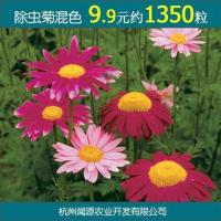 除虫菊种子1千粒送肥料香草植物防蚊驱蚊菊除蚊草防蚊植物 除虫菊混色1350粒+180克肥料