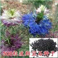 500粒波斯宝石种子混色香草黑子草阳台盆栽黑种草驱蚊草花卉种子 500粒波斯宝石种子 混色