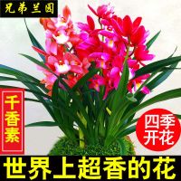 四季开花盆栽浓香型兰花苗带花苞室内绿植花卉好养易活常青吸甲醛 超香千香素 2苗