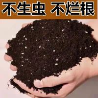 碰碰香盆栽植物一抹香属猪驱蚊防虫香草净化空气室内带香味一摸 5包营养土[每包200g]