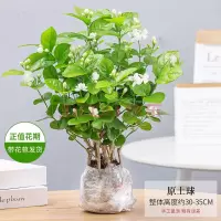 茉莉花盆栽室内阳台绿植花卉夏季清新好养耐养净化空气浓香型植物 茉莉花不含盆