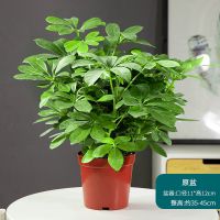 鸭脚木盆栽花卉室内好养去除甲醛防驱蚊植物客厅水培养发财树绿植 110大盆八方来财[原盆]