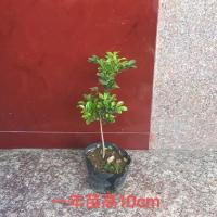 原土四季开花米兰花盆栽苗绿植四季常青芳香浓郁室内阳台驱蚊植物 1年苗高10cm不包活不建议