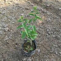 夜来香花树苗九里香夜来香盆栽花卉植物室内驱蚊花苗浓香当年开花 苗高20cm(1颗) 不含盆