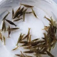 黑壳虾顺丰活体虾饲料除藻控藻虾草缸清洁工具虾观赏虾大号 1.5厘米50送50(低损耗)