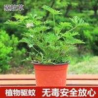 驱蚊草盆栽植物室内防蚊子香草薄荷绿植花卉香叶天竺葵盆栽驱蚊草 驱蚊草1盆不含盆带土球