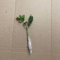 双色茉莉花盆栽带花苞浓香型花卉四季开花室内外庭院好养驱蚊植物 幼苗一颗[不包活]