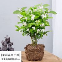 茉莉花盆栽花卉植物室内驱蚊好养四季开花不断桌面浓香绿植防蚊草 茉莉花(不含盆)