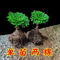 还魂草野生卷柏植物盆栽假山植物绿色植物还阳草室内阳台微型植物 卷柏2棵