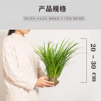 石菖蒲水栽培养植物老桩盆景造景净化水质花苗草挺水沼泽过滤植物 10-15苗