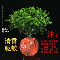 清香胡椒木盆栽防驱蚊草植物室内花卉卧室蚊香草客厅绿植好养盆景 [不含陶瓷盆]清香胡椒木