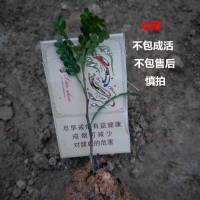 驱蚊草盆栽清香胡椒木绿植客厅室内花绿植好养四季常青千里眼盆景 清香木[2年幼苗]一棵 不含盆