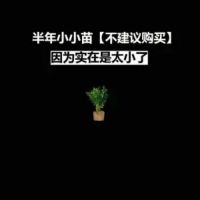 正宗清香木盆栽驱蚊草室内南北方种驱蚊绿植四季长青驱蚊竹降糖草 迷你幼苗[不推荐入手]