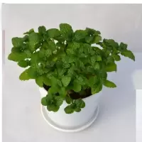 驱蚊草盆栽 迷迭香薄荷驱蚊植物驱虫胡椒木清香木蟹爪兰花苗 绿植 薄荷一盆 不含盆