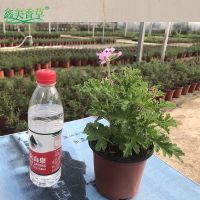 驱蚊草盆栽芳香天竺葵植物玫瑰天竺葵夏季驱蚊苹果天竺葵庭院绿植 驱蚊草(不含盆)