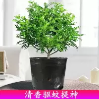 老桩清香胡椒木盆栽室内桌面防虫驱蚊香草植物四季常绿好养绿植苗 提神清香2年小苗(15cm左右)一盆 原土原盆