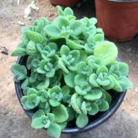 精品碰碰香盆栽驱蚊植物室内带香味花卉客厅香草多肉净化空气 碰碰香1盆(原盆原土发货)送肥料+营养土 不含盆