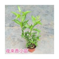 夜来香盆栽植物夏季客厅室内驱蚊香草苗盆景四季开花净化空气 夜来香3年苗当年开花 土球发货