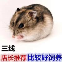 仓鼠活物体三线紫仓侏儒仓鼠布丁金丝熊宠物仓鼠情侣仓鼠宝宝幼崽 公[打疫苗] 随机仓鼠[不包活]