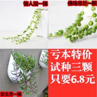 佛珠吊兰紫玄月吊兰特价三大盆14.6 情人泪吊兰佛珠多肉植物 佛珠情人泪紫玄月每种一串带根试种 不带盆土
