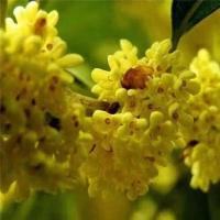 桂花树盆栽庭院四季开花浓香型金桂客厅阳台绿植室内吸甲醛花卉 八月桂 新苗1棵试种[无不包活]