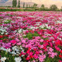 波斯菊花种子格桑花种籽子七彩四季开花易活花籽庭院野花组合种孑 波斯菊/格桑花混色1000粒+2包肥