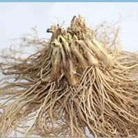 新韭菜根紫根韭菜苗种子四季韭菜籽蔬菜种子盆栽植物室内阳台种菜 韭菜根+送肥 韭菜根100棵[1人量]