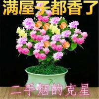 茉莉花盆栽带花苞阳台客厅花卉植物四季常青净化空气绿植极速退款 极品茉莉花[极品] 2年苗一颗不包活