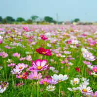 波斯菊花种子格桑花种籽子七彩四季开花易活花籽庭院室外野花种孑 红色 高杆红色1千+肥