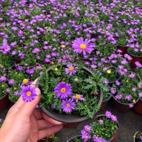 姬小菊盆栽花苗阳台庭院花卉耐热耐寒多年生草花带花苞发货 紫色姬小菊一盆