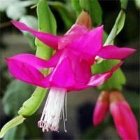 蟹爪兰花苗盆栽大苗带根室内阳台绿植植物多色花卉可嫁接四季开花 彩霞 [4颗装]+生根粉+不含盆