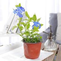 蓝雪花盆栽大苗耐热爬藤植物带花苞四季开花卉棒棒糖好养庭院阳台 简易盆+小苗如图+[1盆] 含盆