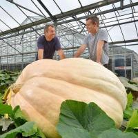 [买一送二]英国大南瓜种子巨型太空南瓜大田蔬菜种子春播种子瓜 特大[巨型南瓜]种子10粒装 [原装]1包