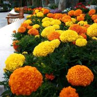 万寿菊种子菊花种子四季易活混色臭芙蓉花种籽子驱蚊盆栽花海种籽 万寿菊种子混色 1000粒[试种]