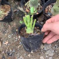 [四季开花重瓣沙漠玫瑰花卉室内外植物好养开花不断观花绿植] 特价差苗一棵不包活 三年苗原土发货